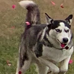 Meet your Posher, Rylee